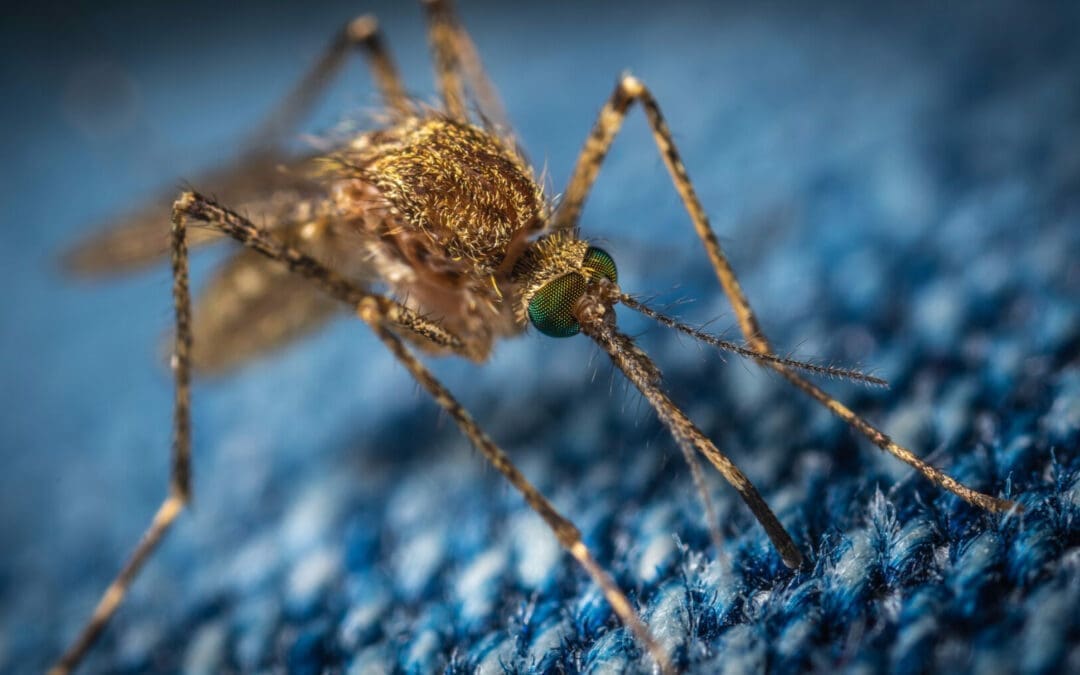SUMMER GUIDE TO INSECTS AND REPELLENTS