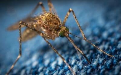 SUMMER GUIDE TO INSECTS AND REPELLENTS